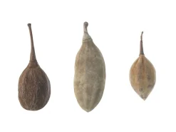 + Dekofrucht Taupe M