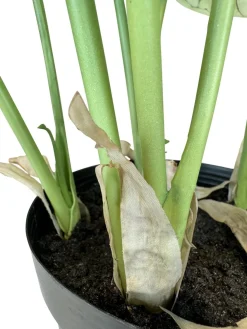 Fleur Ami Alocasia - Elefantenohr Kunstpflanze 66 cm