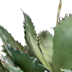 Fleur Ami Aloe Vera Kunstpflanze, blühend 63 cm