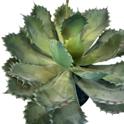 Fleur Ami Aloe Vera Kunstpflanze, blühend 63 cm