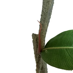 Fleur Ami Ficus Elastica - künstlicher Gummibaum 150 cm