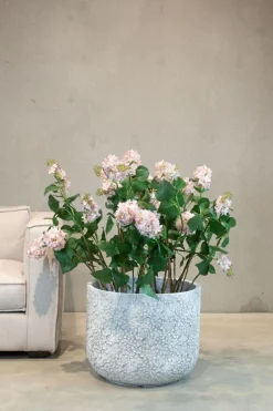 Fleur Ami Flieder (Syringa) Kunstpflanze Höhe 79 cm