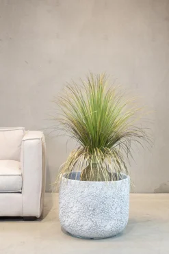 Fleur Ami Gras - Calibanus hookeri - Kunstpflanze