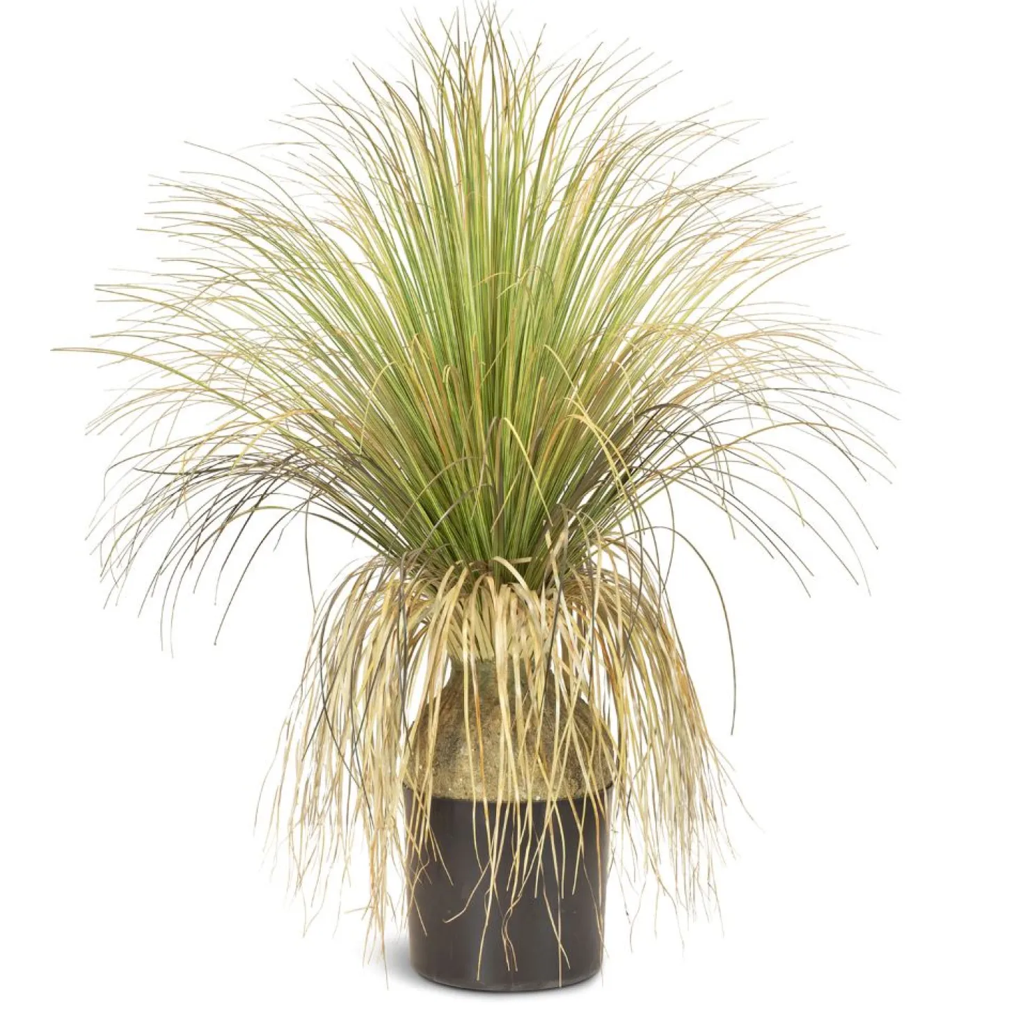 Fleur Ami Gras - Calibanus hookeri - Kunstpflanze