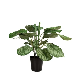 Fleur Ami Hochwertige Calathea - Korbmarante Kunstpflanze grün