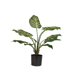 Fleur Ami Hochwertige Calathea - Pfauen-Korbmaranthe Kunstpflanze grün 65 cm