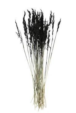 MADAM STOLTZ Getrocknete Blumen, schwarz 75-85 cm