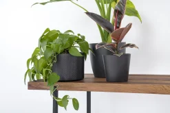 weld & co Sitzbank Nussbaum 01 S 90 × 40 × 45 weiß