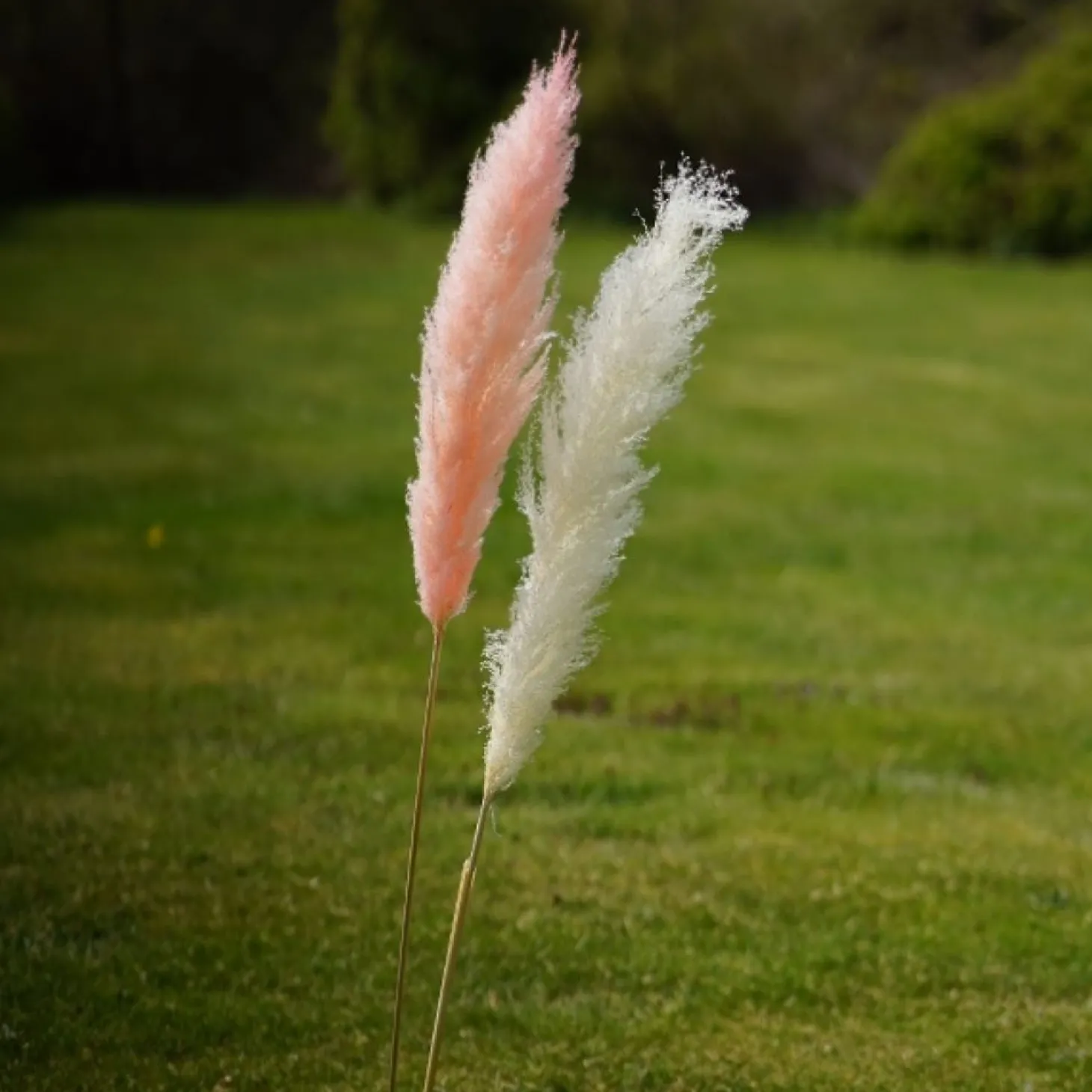 Werner Voß Pampasgras-Staude rosa; L 145-150cm