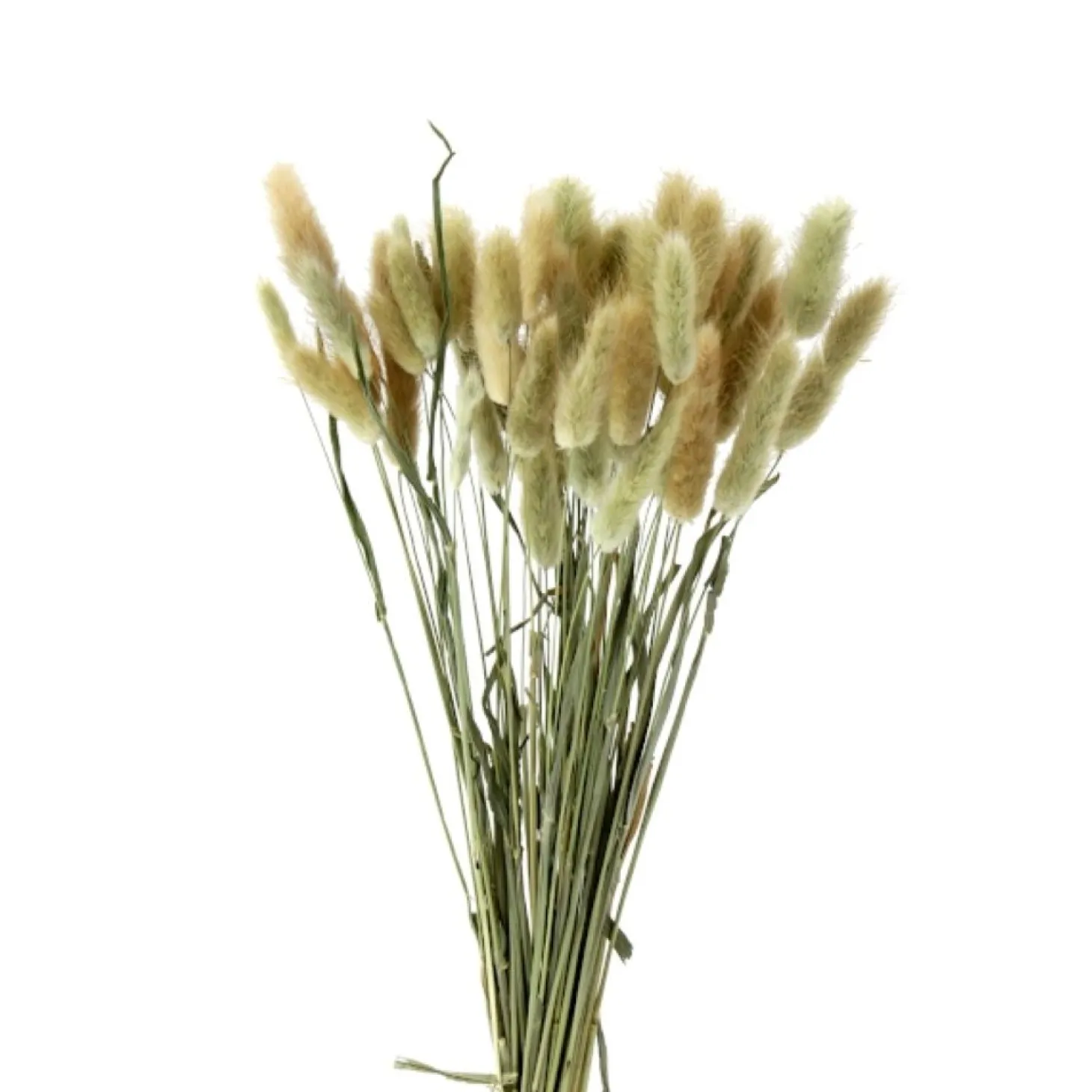 Werner Voß Samtgras 50 Stiele; L 50-60 cm natur