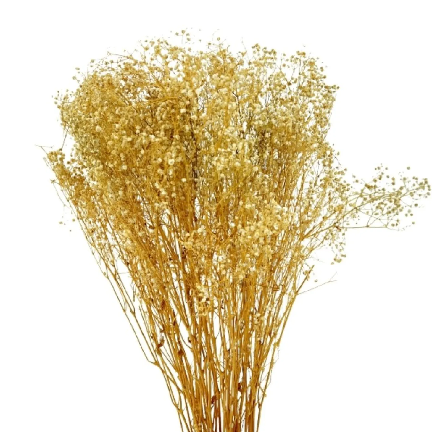 Werner Voß Schleierkraut, getrocknet 120g, 70-80 cm